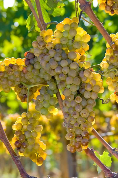 Italië, Toscane, Bolgheri vallei, wijngaard, wijn — Stockfoto