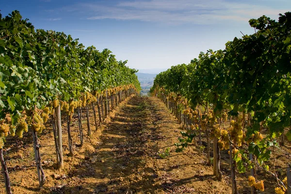 Itálie, Toskánsko, Bolgheri valley, vinice, víno z hroznů — Stock fotografie
