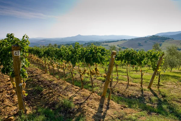 Італія, Тоскана, Bolgheri долина, виноградник, винний винограду — стокове фото