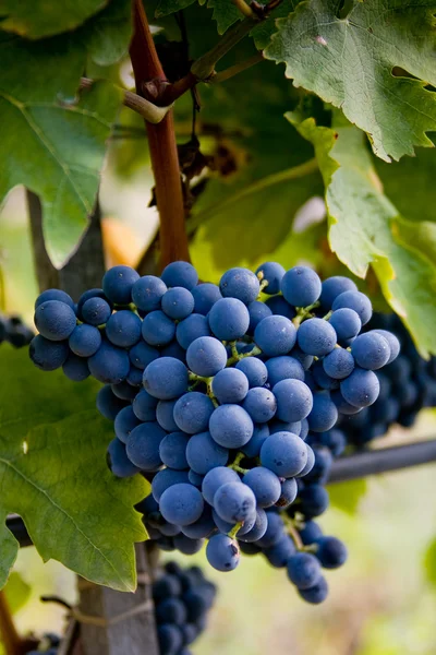 Itália, Toscana, Vale de Bolgheri, vinha, uva de vinho — Fotografia de Stock