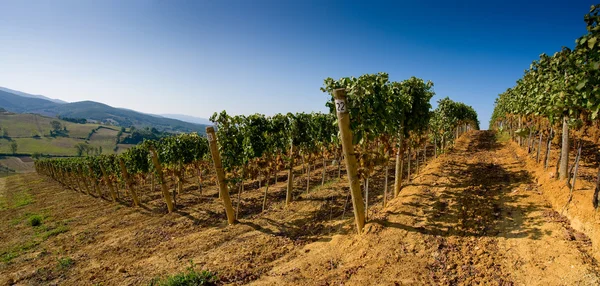 Itálie, Toskánsko, Bolgheri valley, vinice, víno z hroznů — Stock fotografie