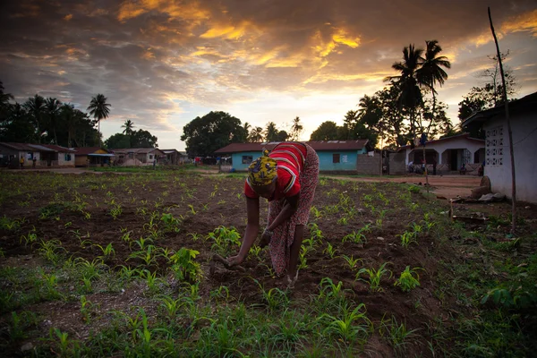 Sierra Leone, Batı Afrika, Yongoro plajları