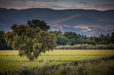 Bolgheri, Toskana, İtalya, üzüm bağ büyüyen