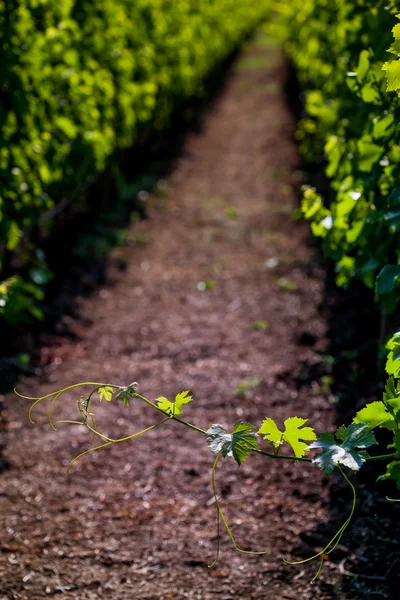 Bolgheri, Toscana, Italia, Uvas que crecen en viñedo — Foto de Stock