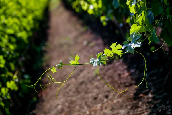Bolgheri, Toscana, Italien, Vindruer voksende i vingården - Stock-foto