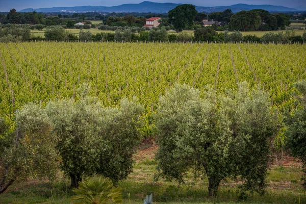 イタリア、トスカーナ、ボルゲリ、ブドウ畑で成長 — ストック写真