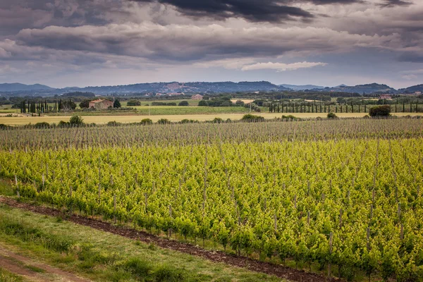 Bolgheri, Toscane, Italie, druiven groeien in de wijngaard — Stockfoto