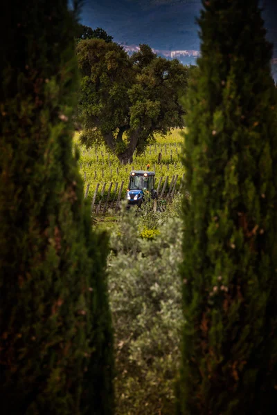 Bolgheri, Toscana, Italia, Uvas que crecen en viñedo —  Fotos de Stock