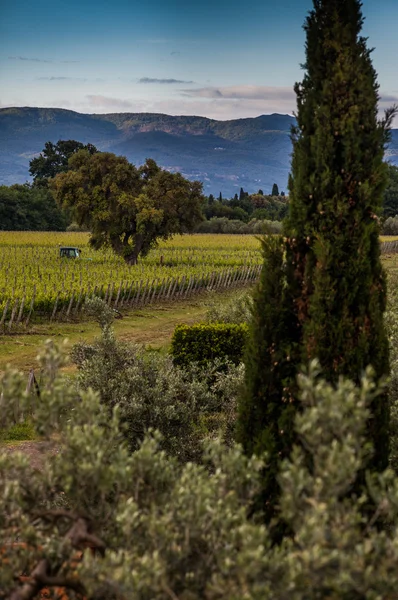 Bolgheri, Toscana, Italien, druvor växer i vingården — Stockfoto