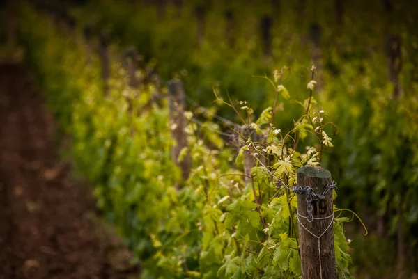 Bolgheri, Toscana, Italia, Uvas que crecen en viñedo — Foto de Stock