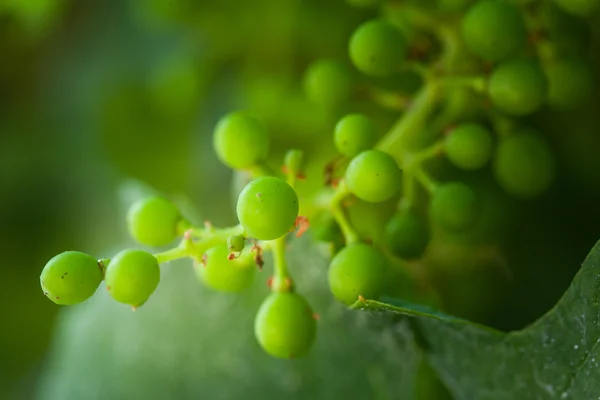 Bolgheri，托斯卡纳，意大利，葡萄生长在葡萄园 — 图库照片