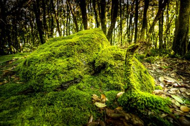Pomarance belediyesinin Libbiano bölgesinde Monterufoli-Caselli Doğa Rezervi 'nin ortasındaki metalik tepelerde sadece 17 sakiniyle yosun ve liken içeren bir orman. Pisa ili, Toskana İtalya.