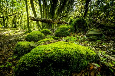 Pomarance belediyesinin Libbiano bölgesinde Monterufoli-Caselli Doğa Rezervi 'nin ortasındaki metalik tepelerde sadece 17 sakiniyle yosun ve liken içeren bir orman. Pisa ili, Toskana İtalya.