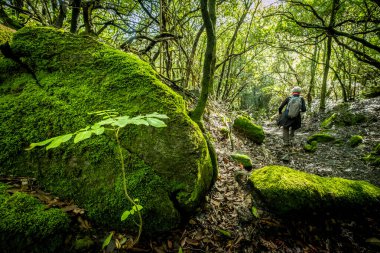 Pomarance belediyesinin Libbiano bölgesinde Monterufoli-Caselli Doğa Rezervi 'nin ortasındaki metalik tepelerde sadece 17 sakiniyle yosun ve liken içeren bir orman. Pisa ili, Toskana İtalya.