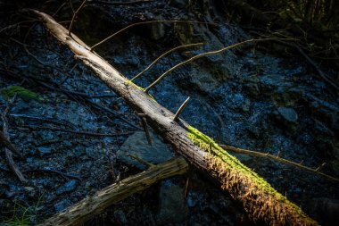 Monterufoli-Caselli Doğa Rezervi 'nin ortasındaki metalik tepelerde bulunan Pomarance belediyesinin yalnızca 17 sakiniyle Libbiano kesimi. Pisa ili, Toskana İtalya.