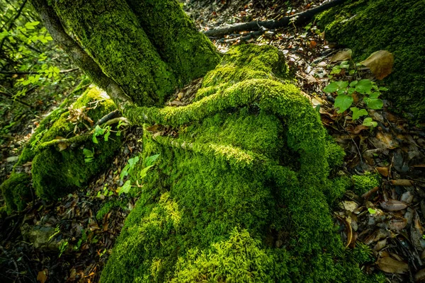 Bosques Con Musgo Liquen Fracción Libbiano Del Municipio Pomarance Con — Foto de Stock