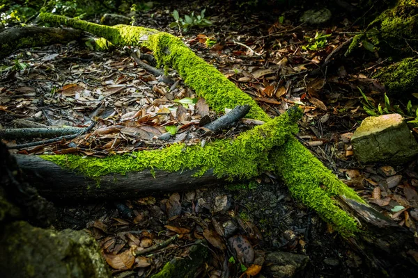 Bosques Com Musgo Líquen Fração Libbiana Município Pomarance Com Apenas — Fotografia de Stock