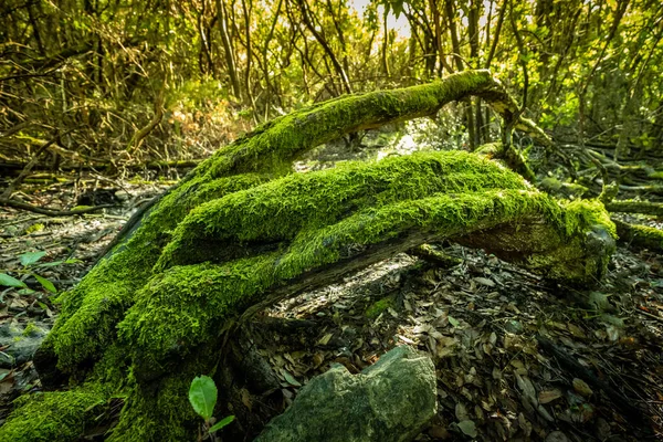 Woods Moss Lichen Libbiano Fraction Municipality Pomarance Only Residents Located — Stock Photo, Image