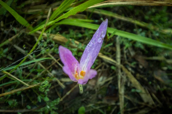 False Saffron Flowers Woods Moss Lichen Libbiano Fraction Municipality Pomarance — Stock Photo, Image