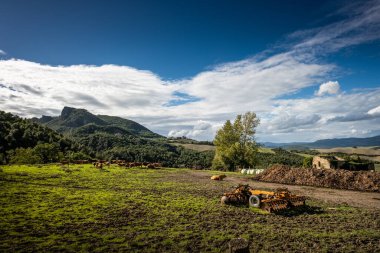 Pomarance belediyesinin Libbiano bölgesinin arka planında inekler ve Micciano kasabasının panoramik manzarası, Monterufoli-Caselli Doğa Rezervi 'nin ortasındaki metal tepelerde sadece 17 sakinle yer alıyor. O Bölgesi