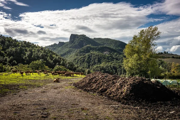 Vue Panoramique Avec Des Vaches Ville Micciano Arrière Plan Libbiano — Photo