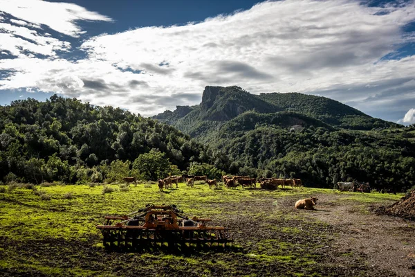 Vue Panoramique Avec Des Vaches Ville Micciano Arrière Plan Libbiano — Photo