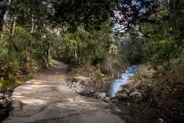 Water course of the Chioma stream during trekking in the woods and paths of the Livorno hills from Le Palazzine to Rosignano Marittimo, Tuscany, Italy