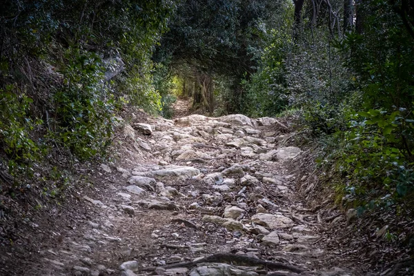 Stony path during trekking in the woods of the Livorno hills from Le Palazzine to Rosignano Marittimo, Tuscany, Italy