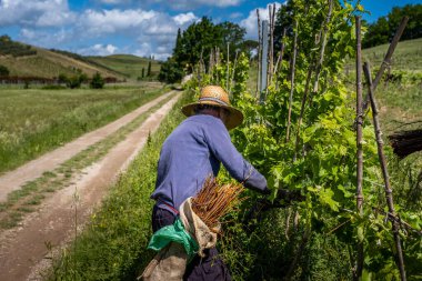 CERTALDO, İTALYA - 25 Mayıs 2021: Bağlama sürecinde Floransa, Toskana - İtalya 'nın doğal metodu ile bilinmeyen bir adam