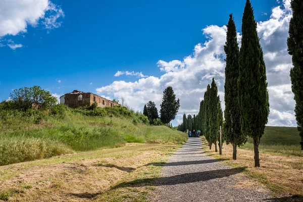 Trekking Certaldo Panoramic View Cypresses Canonica Park Discover Gullies Casale — Stock Photo, Image