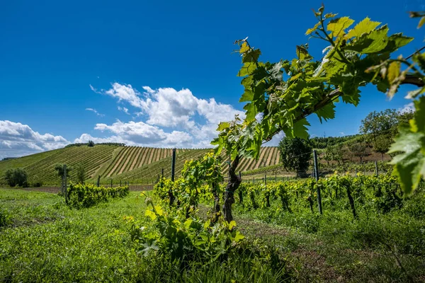 Trekking in Certaldo, among the red wine vineyards to discover the gullies of Casale, a landscape with erosive phenomena with a final visit to the ancient village of Certaldo, province of Florence, Tuscany - Italy