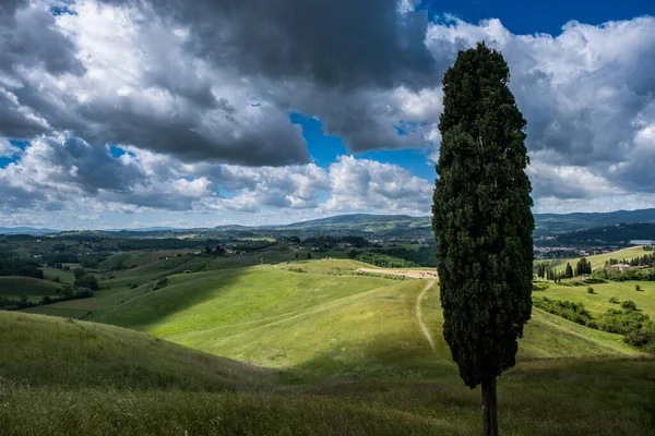 Trekking Certaldo Panoramablick Unter Den Zypressen Des Canonica Parks Die Stockfoto