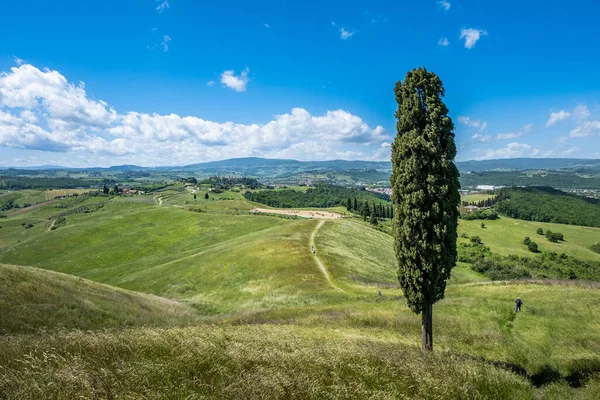 Trekking Certaldo Panoramablick Unter Den Zypressen Des Canonica Parks Die Stockbild