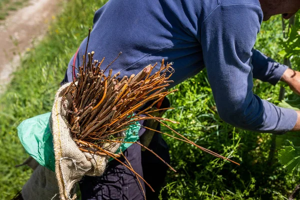 Certaldo Italien Mai 2021 Unbekannter Beim Bindevorgang Mit Der Natürlichen lizenzfreie Stockfotos