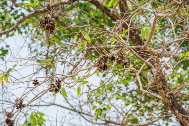 Bir ağaç bahar çiçekli dalları