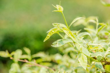 Yeşil bitkiler - yumuşak odak, resim arka plan olarak yararlı