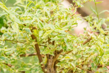 Yeşil bitkiler - yumuşak odak, resim arka plan olarak yararlı