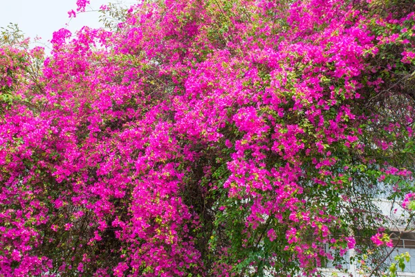 Rosa Bougainvillea am Morgen. — Stockfoto