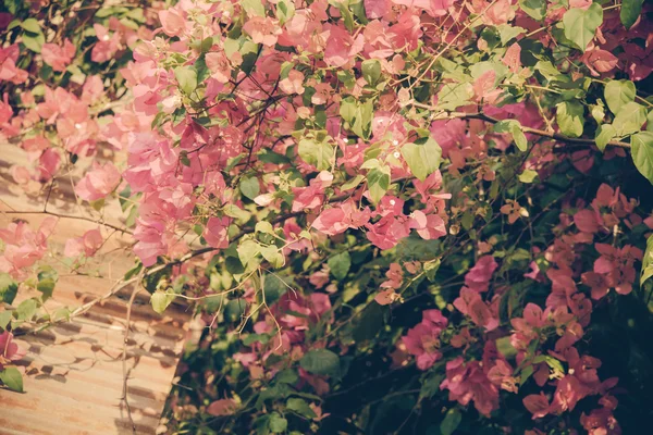 Bougainvillea rosa de manhã . — Fotografia de Stock