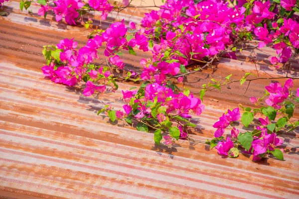 Różowy bougainvillea na dachu, rano. — Zdjęcie stockowe