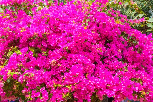 Bougainvillea rosa de manhã . — Fotografia de Stock