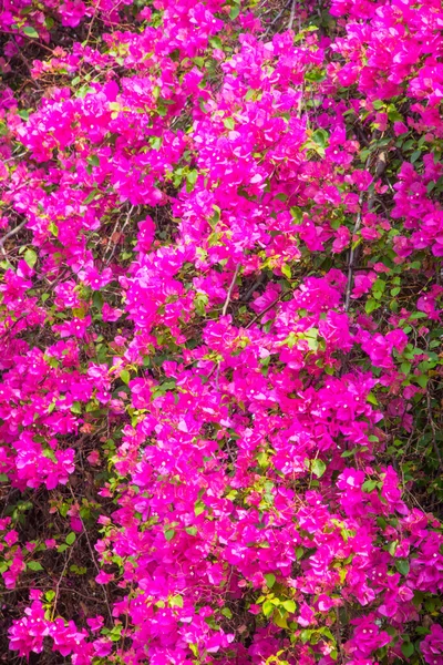 Pink bougainvillea in the morning. — Stock Photo, Image