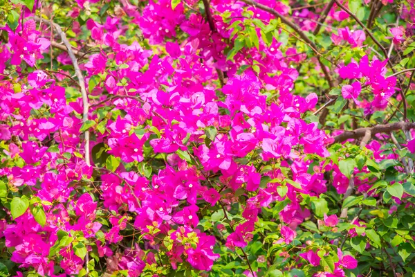 Bougainvillea rosa de manhã . — Fotografia de Stock