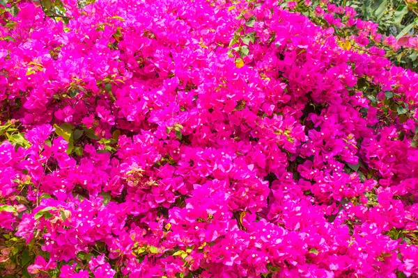 Pink bougainvillea in the morning. — Stock Photo, Image