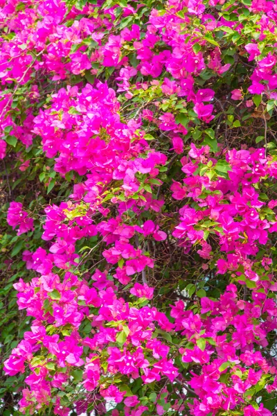 Bougainvillea rosa de manhã . — Fotografia de Stock