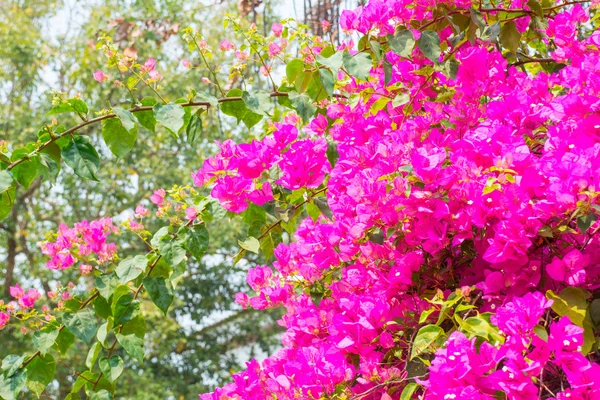 Bougainvillea rosa de manhã . — Fotografia de Stock