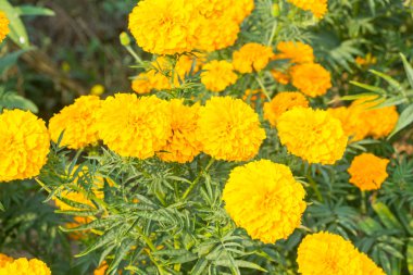 Bahçedeki kadife çiçeği..