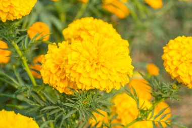 Bahçedeki kadife çiçeği..