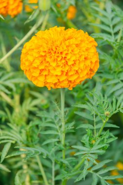 Bahçedeki kadife çiçeği..