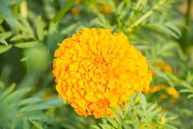 Bahçedeki kadife çiçeği..